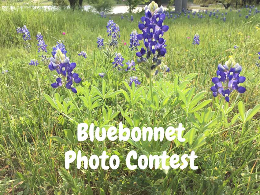 Bluebonnet Photo Contest