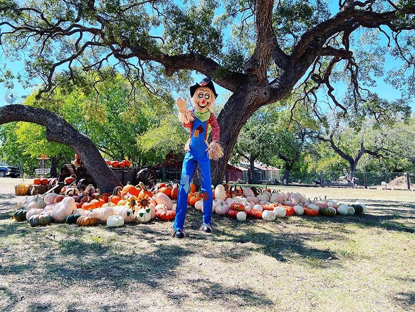 Round Rock Pumpkin Festival and Round Rock Pumpkin Patch